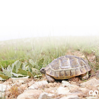 گونه لاکپشت مهمیزدار Mediterranean Spur-thighed Tortoise